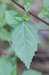 Toothed sedge